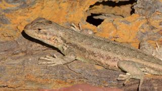 Sagebrush lizard