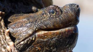 Snapping Turtle