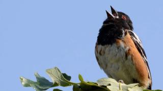 Spotted towhee