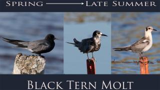 molt stages in black terns
