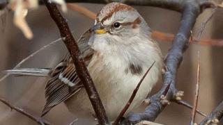 Tree sparrow in branches