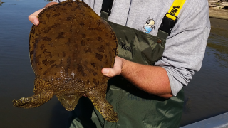 softshell turtle
