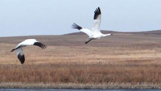 Whooping cranes flying