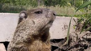 Woodchuck