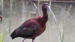 White-faced ibis