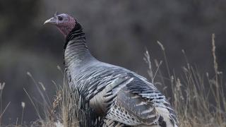 Wild turkey