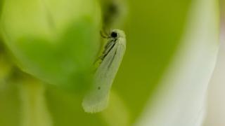 Yucca moth