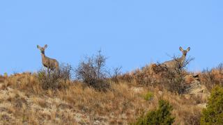 Mule deer does looking over hilltop
