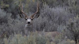 Mule deer buck in sagebrush