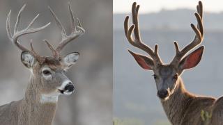 White-tailed buck (left), mule deer buck (right)