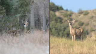 White-tailed doe (left), mule deer doe (right)