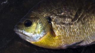 Bluegill under water