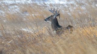 White-tailed buck