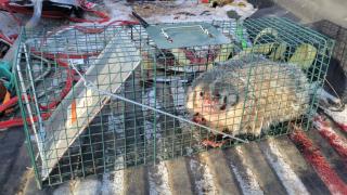 Very angry badger in live trap in back of a truck