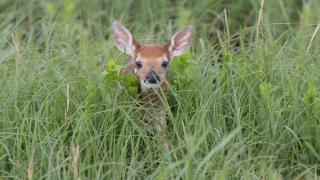 Fawn