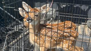 Fawns in Cage
