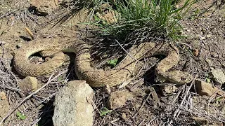 Rattlesnake