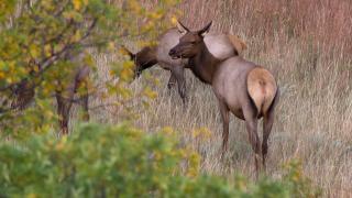 Cow elk