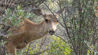 Deer looking through brush