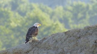 Bald eagle adult