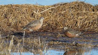 Hudsonian godwits resting in wetland
