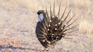 Sage grouse male displaying