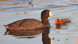 American coot with chick