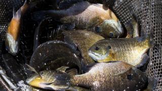 Bluegill in a net