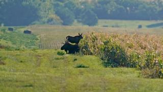 Bull moose lying beside cornfield with young moose behind it