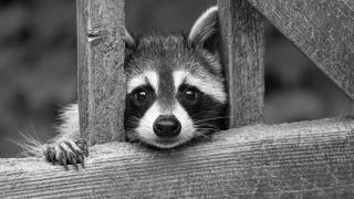 Raccoon (© Anne - stock.adobe.com)