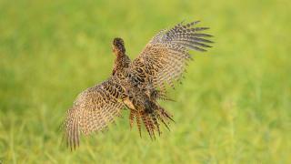 Female pheasant flying away