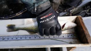 Walleye being measured