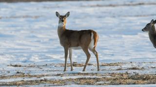 White-tailed doe in snowy field