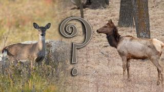White-tailed deer (left), elk (right)