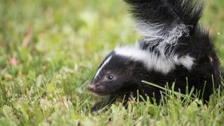Stripped Skunk