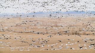 Snow geese flying over a brown field