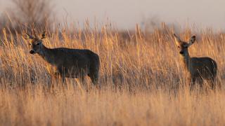 Two deer in tall brown grass
