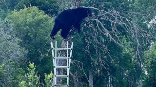 Stuffed bear in tree