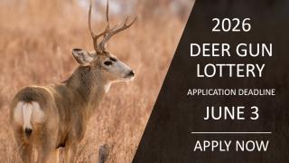 Apply now for the deer gun lottery (pictured: mule deer buck)