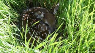 White-tailed fawn hiding in tall grass