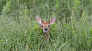 White-tailed deer fawn lying in grass