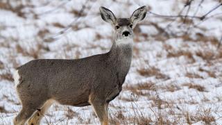 Mule deer doe in snow