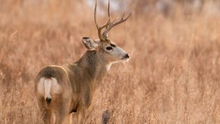 Mule deer buck