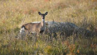 White-tailed doe