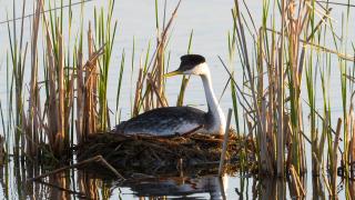 Western Grebe on a nest