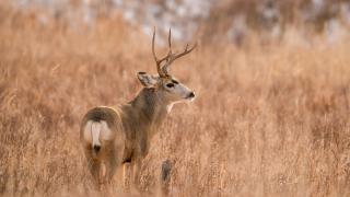 Mule deer buck