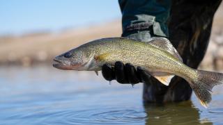Walleye