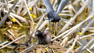 Black tern chicks and parent at a nest