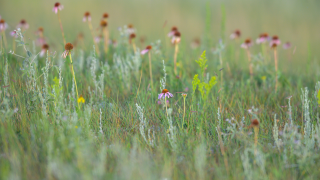 prairie grasses and wildflowers