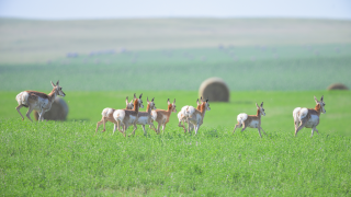 herd of pronghorn running 